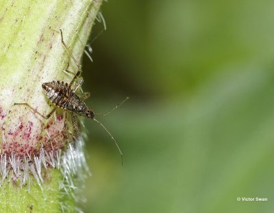 Boomsikkelwants Himacerus apterus .jpg