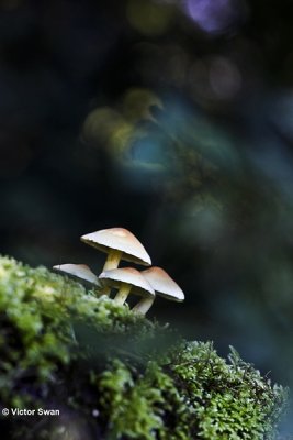 Gewone zwavelkop Hypholoma fasciculare.jpg