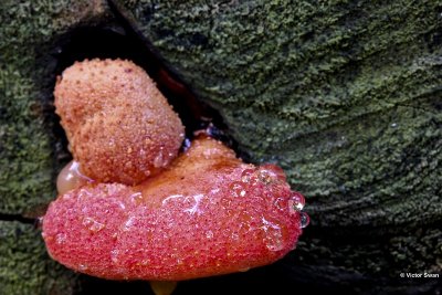 Biefstukzwam  Fistulina hepatica.jpg