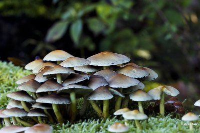 Gewone zwavelkop Hypholoma fasciculare.jpg