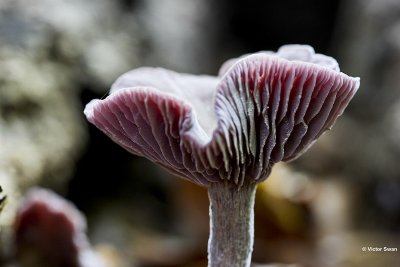 Amethistzwam Laccaria amethystina (7) kl.jpg