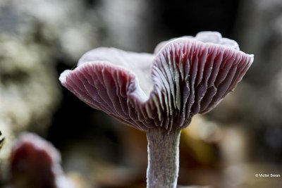 Amethistzwam  Laccaria amethystina (7) kl.jpg