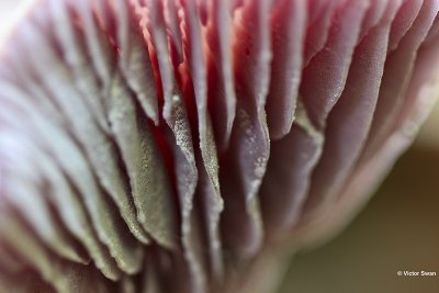 Amethistzwam Laccaria amethystina.jpg