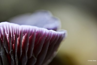 Amethistzwam Laccaria amethystina.jpg