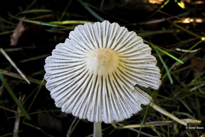 Spitscellige donsinktzwam (Coprinellus impatiens.jpg