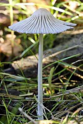 Spitscellige donsinktzwam Coprinellus impatiens.jpg