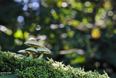 Gewone zwavelkop Hypholoma fasciculare.jpg