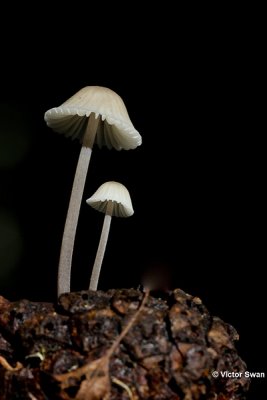 Melksteelmycena   Mycena galopus.jpg