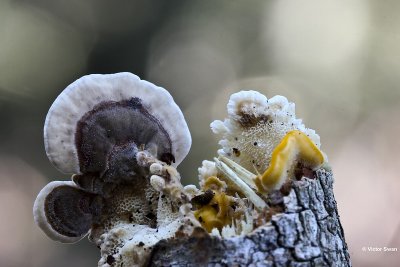 Gewoon elfenbankje  Trametes versicolor.jpg