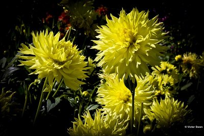 Dahlia-Hamari Savron.jpg