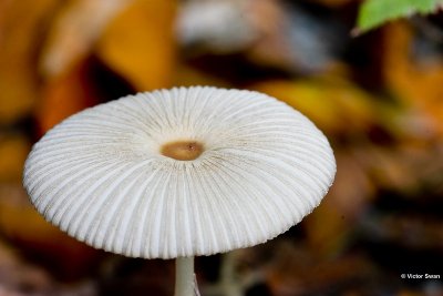Plooirokje Parasola plicatilis.jpg