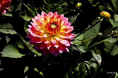 Dahlia-Gallery Pablo.jpg