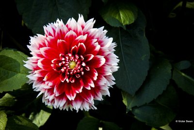 Dahlia-Red and White Fubuki.jpg