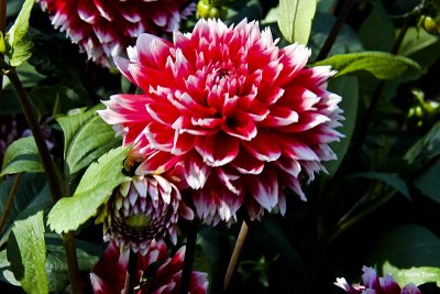 Dahlia-Red and White Fubuki.jpg