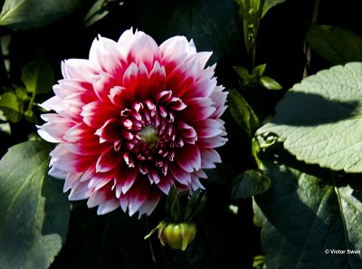 Dahlia-Red and White Fubuki.jpg