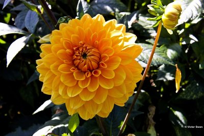 Dahlia-Renato Tosio.jpg