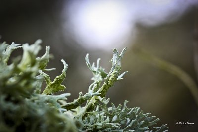 Eikenmos Evernia prunastri.jpg