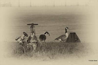 Petroleum zuid.jpg