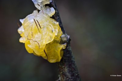 Gele Trilzwam  Tremella mesenterica.jpg