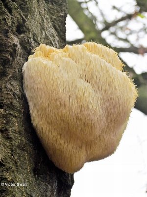 Pruikzwam Hericium erinaceus.jpg