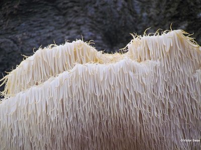 Pruikzwam  Hericium erinaceus.jpg