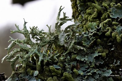 Eikenmos Evernia prunastri.jpg