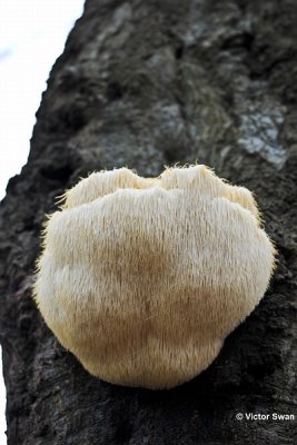 Pruikzwam Hericium erinaceus.jpg