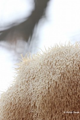 Pruikzwam Hericium erinaceus.jpg