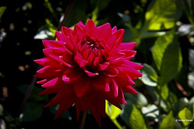 Dahlia- Red pigment.jpg