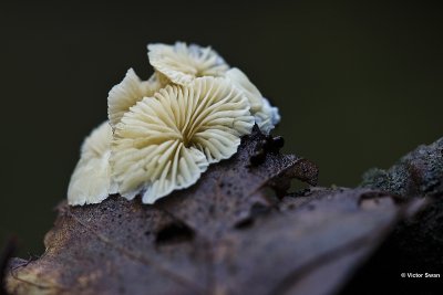 Klein oorzwammetje - Crepidotus epibryus.jpg