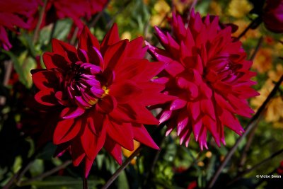 Dahlia- Red pigment.jpg