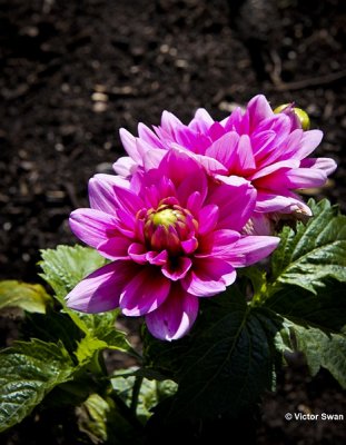 Dahlia-Bleusette.jpg