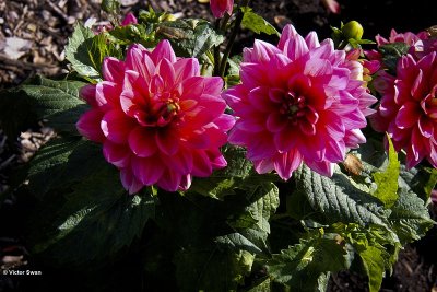Dahlia-Bleusette.jpg