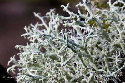 Gevorkt Heidestaartje - Cladonia furcata.jpg