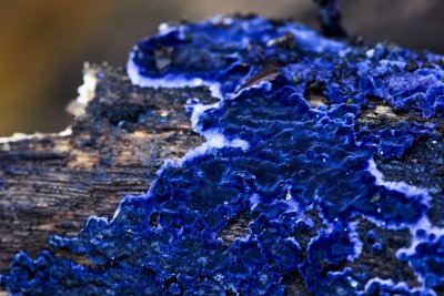 Blauwe Korstzwam - Terana caerulea.jpg