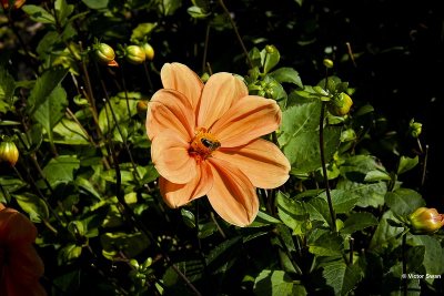 Dahlia- G.F. Hemerick.jpg