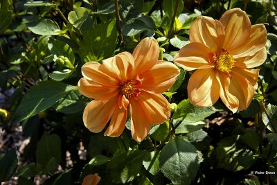 Dahlia- G.F. Hemerick.jpg