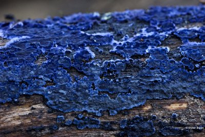 Blauwe Korstzwam - Terana caerulea.jpg