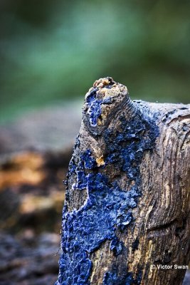 Blauwe Korstzwam - Terana caerulea.jpg