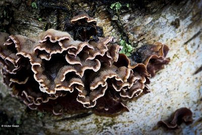 Paarse korstzwam Chondrostereum purpureum.jpg