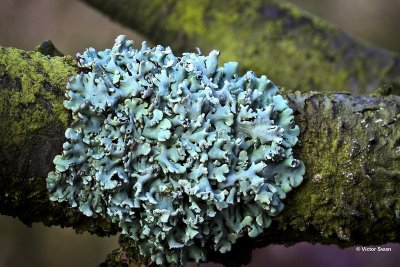 Gewoon schorsmos Hypogymnia physodes.jpg