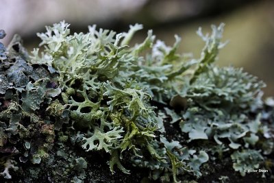 Eikenmos Evernia prunastri.jpg