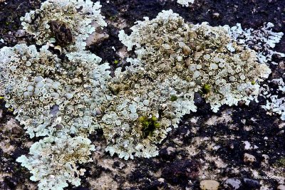 Muurschotelkorst Lecanora muralis.jpg