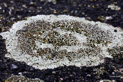 Witte Schotelkorst Lecanora chlarotera.jpg