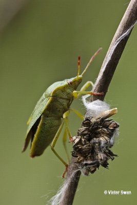 Groene Stinkwants - Palomena prasina.jpg