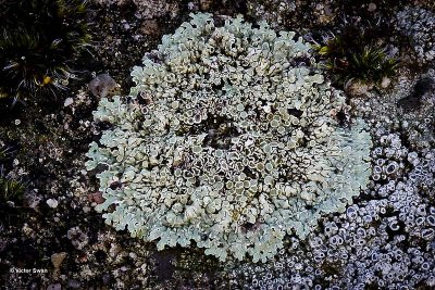 Muurschotelkorst Lecanora muralis.jpg