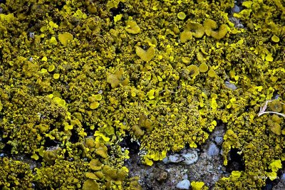 Oranje dooiermos Xanthoria calcicola.jpg