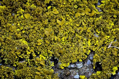 Oranje dooiermos  Xanthoria  calcicola.jpg