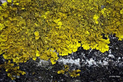 Oranje dooiermos Xanthoria calcicola.jpg