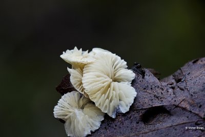 Klein oorzwammetje - Crepidotus epibryus.jpg